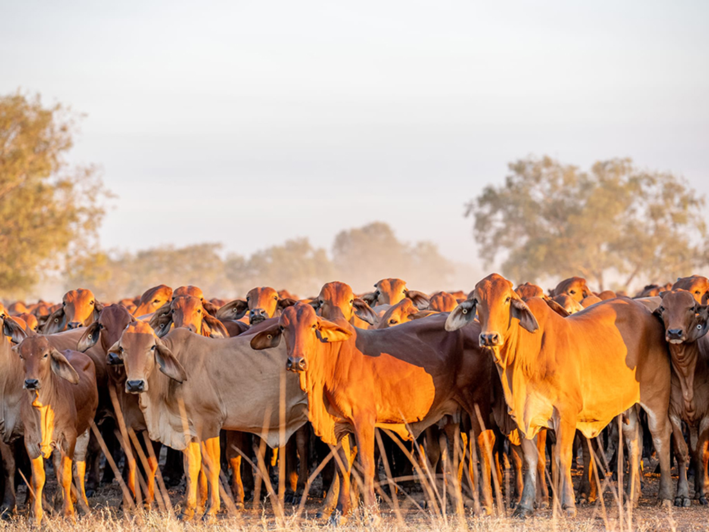Department of Agriculture and Fisheries